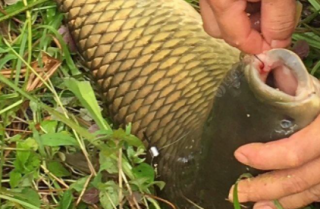 大型水库钓草鱼选择多深的水