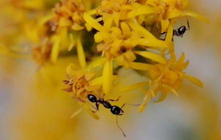 花里的蚂蚁怎么办理3