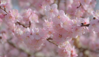 <b>2022新疆那拉提杏花谷几月份花期</b>