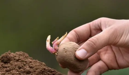 土豆抽芽了把芽去掉还能吃吗2