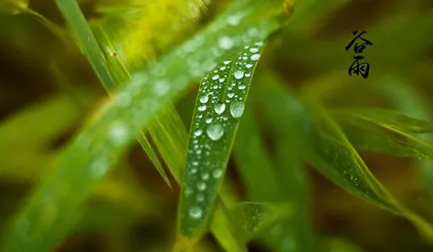 2023年谷雨会下雨吗1